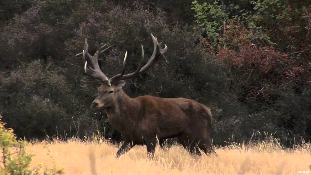 Nosler's Magnum TV  - South Island Red Stag