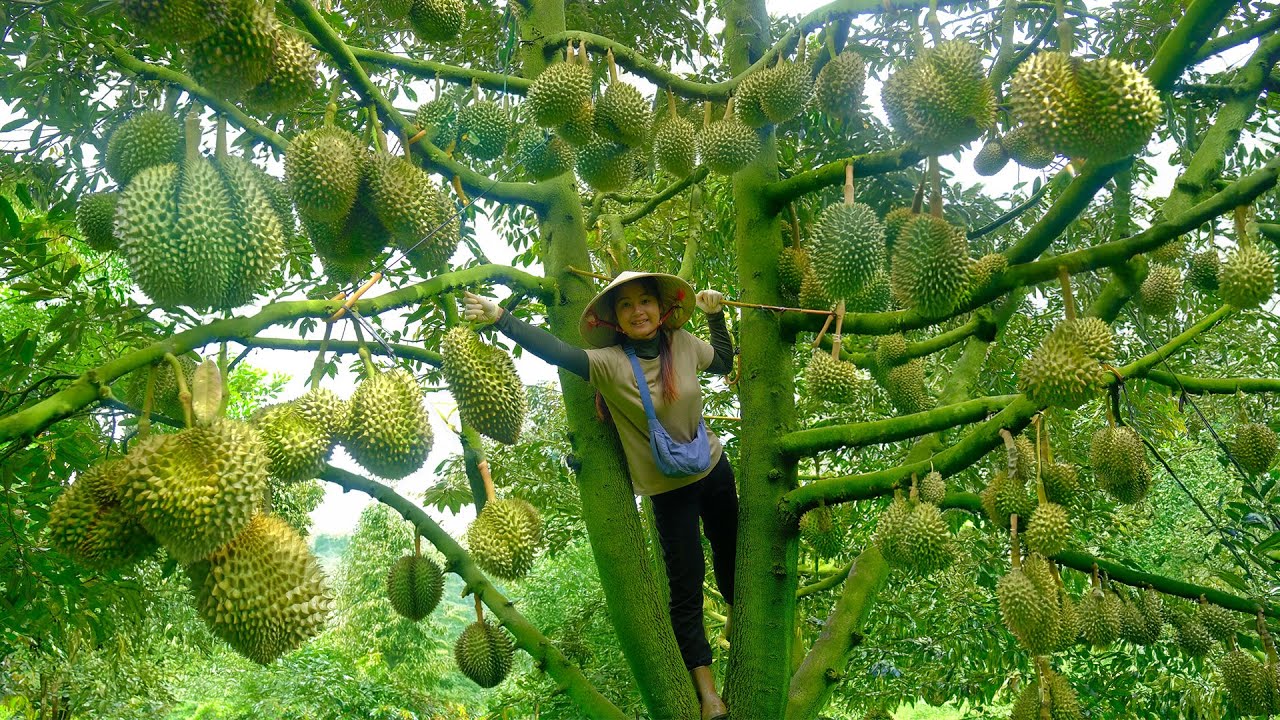 Harvest Durian Go To The Market To Sell – A Peaceful Life In A Beautiful Countryside