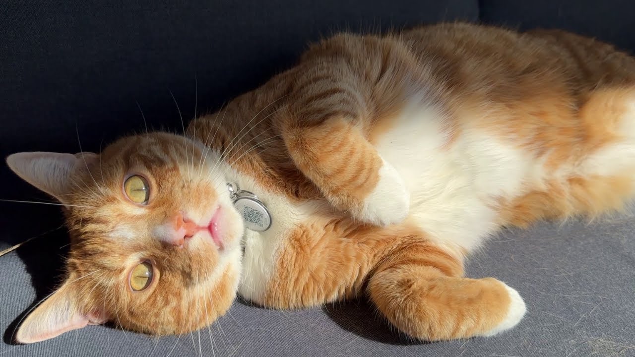Orange Cat Enjoys His Daily Sunbath | Lazy Ginger Cat Moments