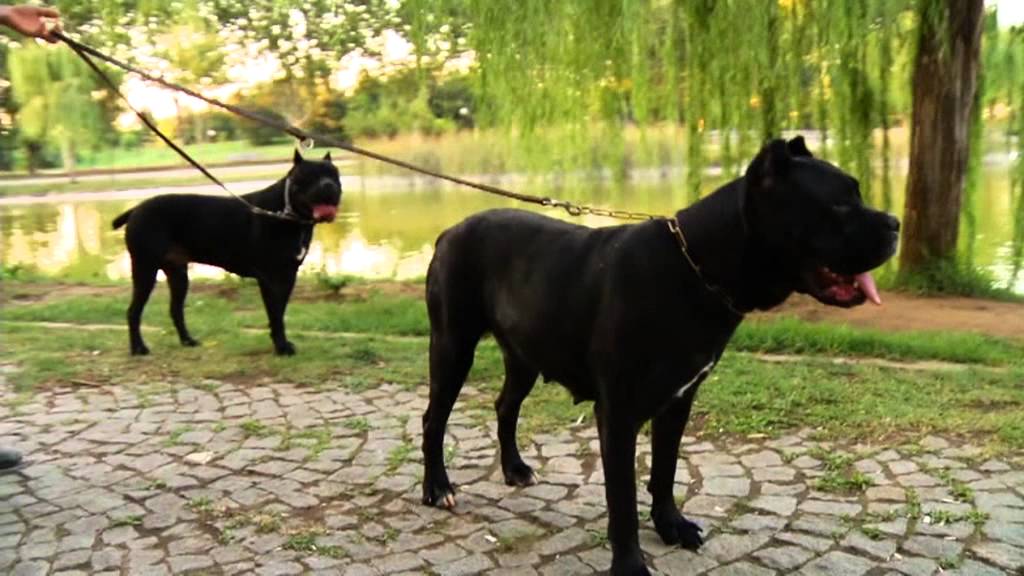 TRT HD - Cane Corso ( Telepati Ünlü Köpekler ) Corsorium Gerçekleri.....