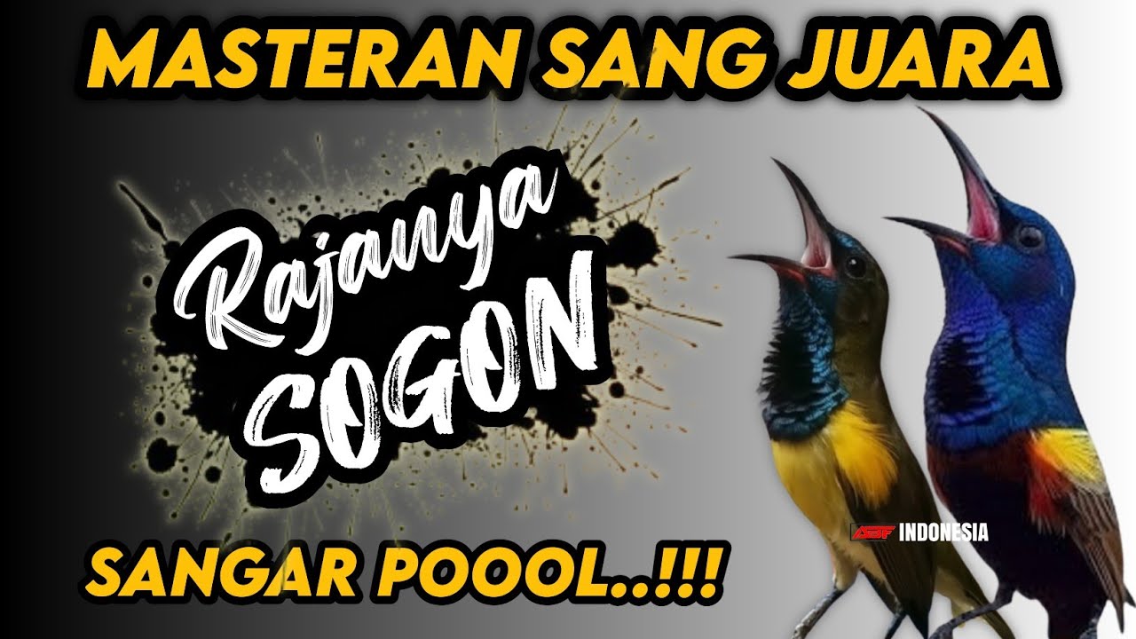 Ini baru sangar !! MASTERAN SOGON FULL ISIAN TEMBAKAN SUPER MEWAH‼️
