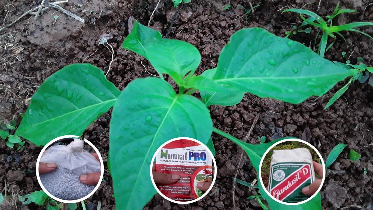 Pupuk Untuk Cabe Rawit Awal Tanam || Jenis & Dosis