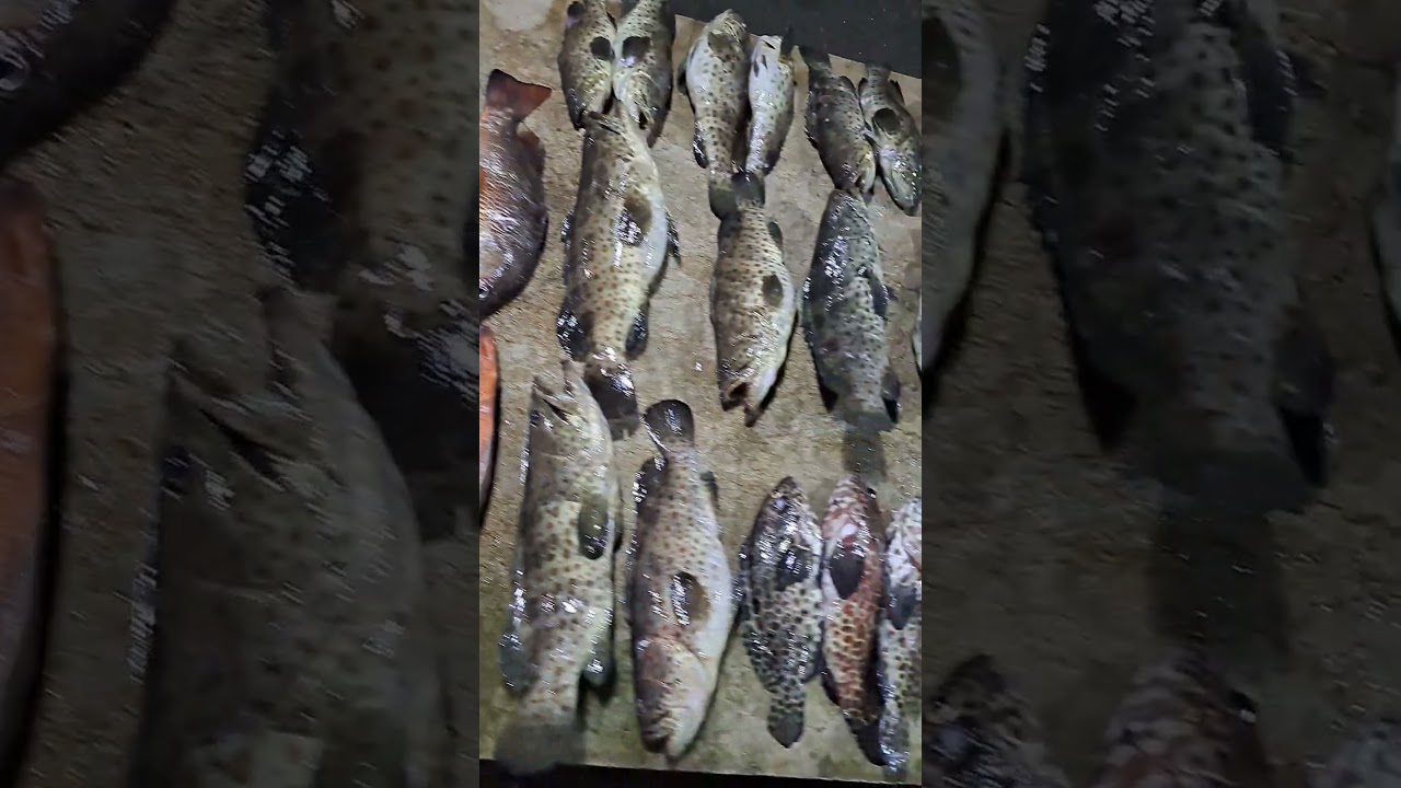 fresh na fresh ang mga isda.😍