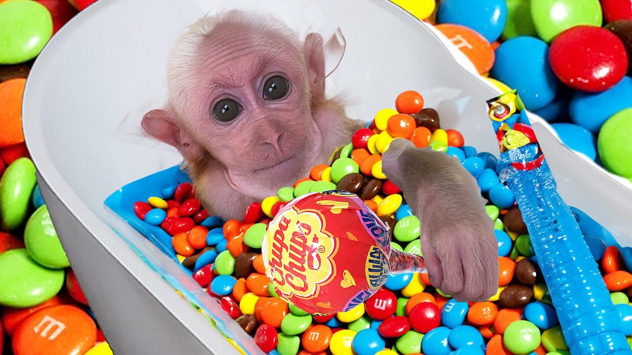 Baby monkey BOn BOn rescues two baby dolls from the rain and goes to harvest fruit