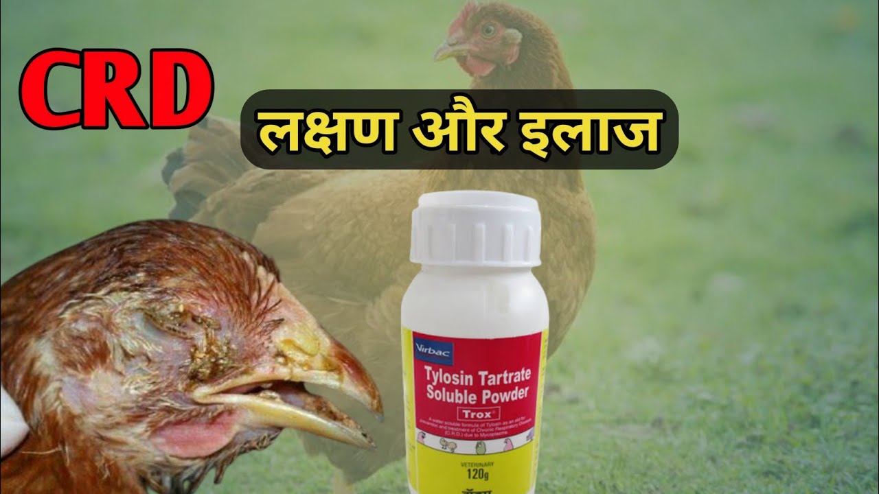 Crd ka pura ilaj । crd treatment । crd deshi ilaj ।