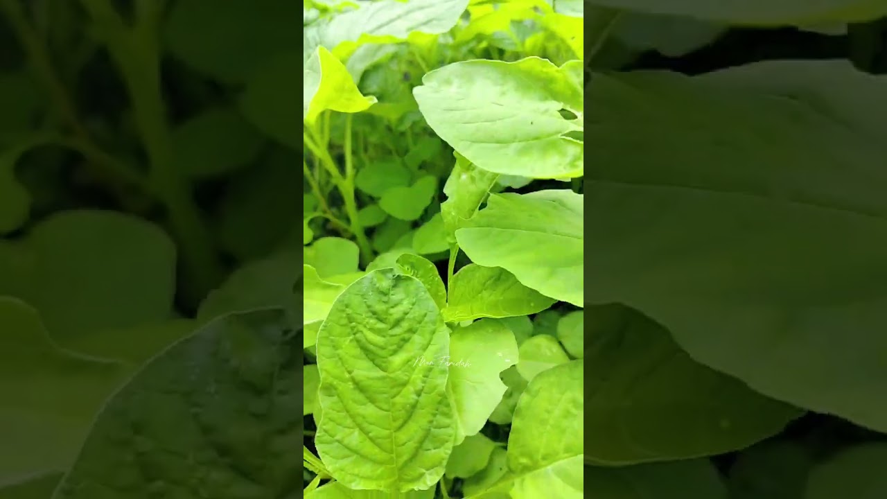 Panen bayam perdana di kebun mini #youtube #panenbayam #kebunmini #fyp