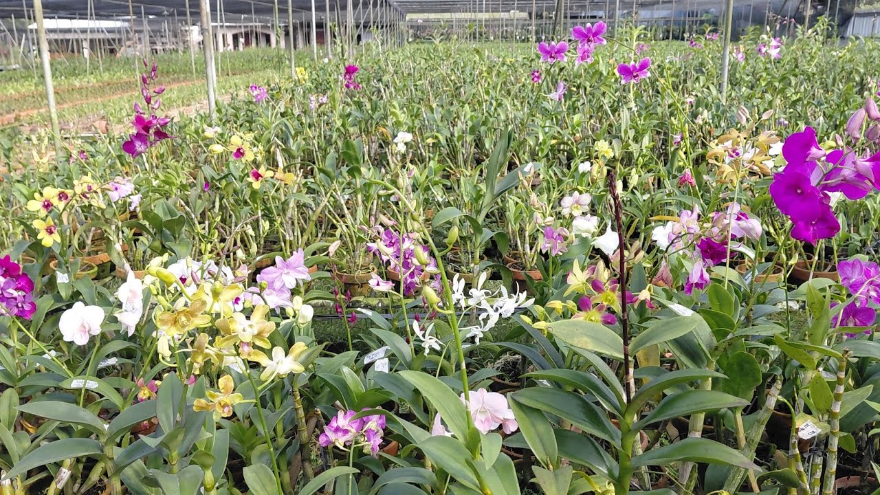 Yuk Intip Proses Packing di Rumah Anggrek Mega Orchid!