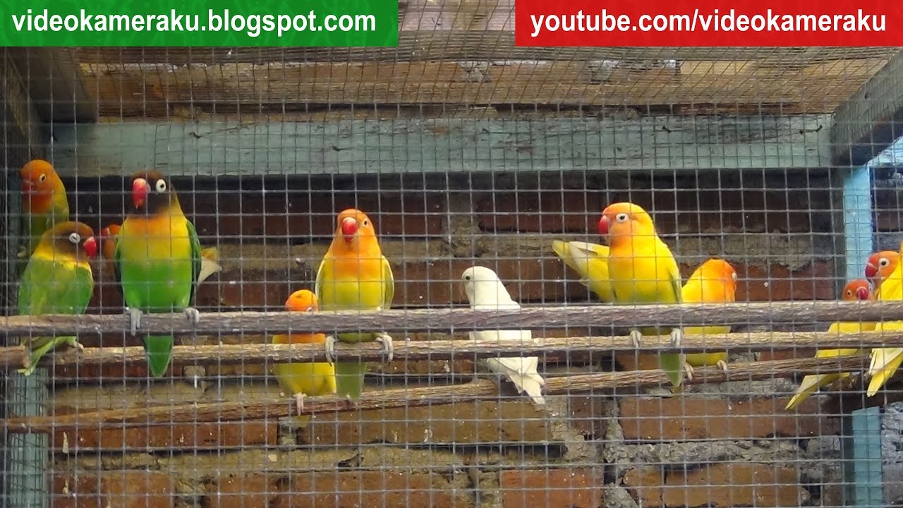 1 Hour Lovebird Sounds Aviary Series V3 - High Quality Audio Live Recording