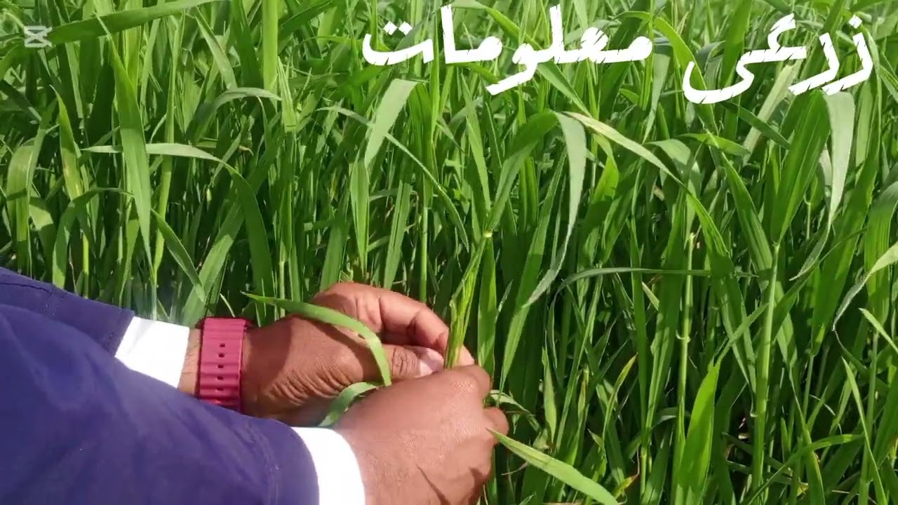 Caring what crop at booting stage. گندم کی گوبھ کی حالت میں حفاظت@Agriculturalmaloomat 
