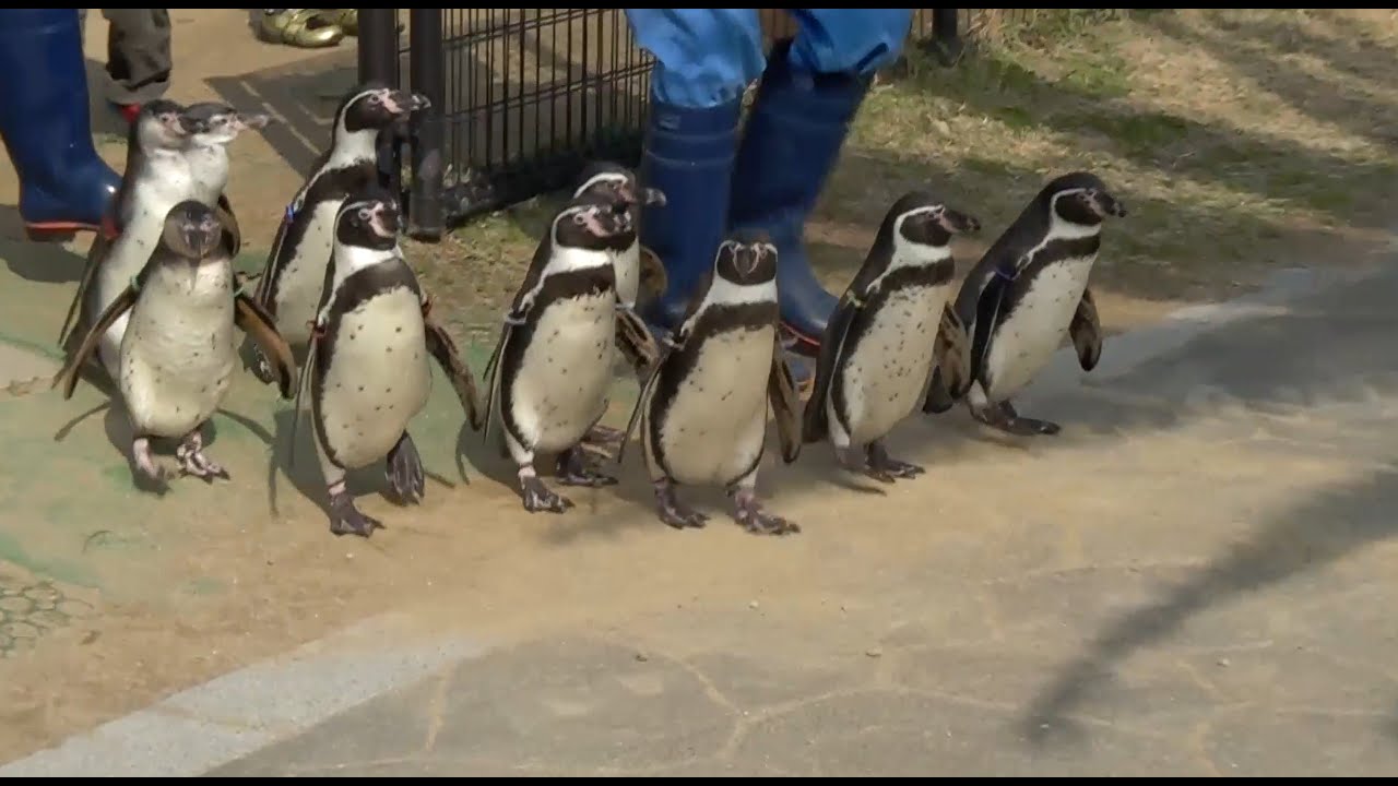 長崎ペンギン水族館 フンボルトペンギンの散歩 (2014.2.16)