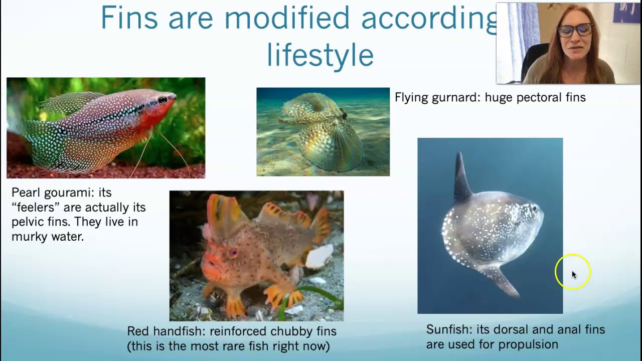 Fish External Anatomy and Adaptations (Zoology)