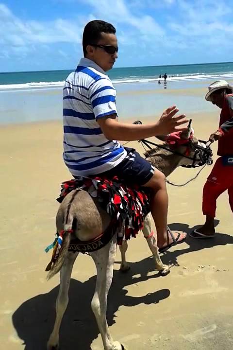 Pepeu, o jumento mais famoso da Praia de Lagoinha