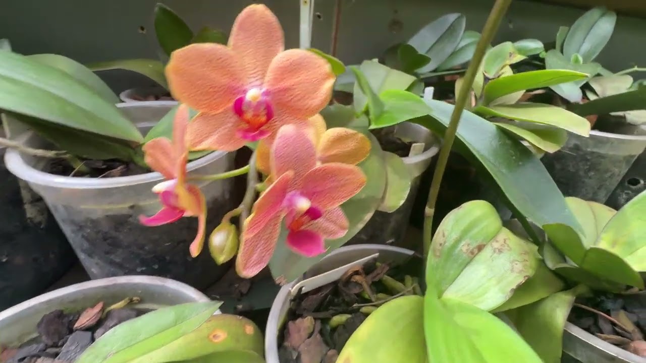 PHALAENOPSIS SUNSET LOVE EM FLORACAO 
