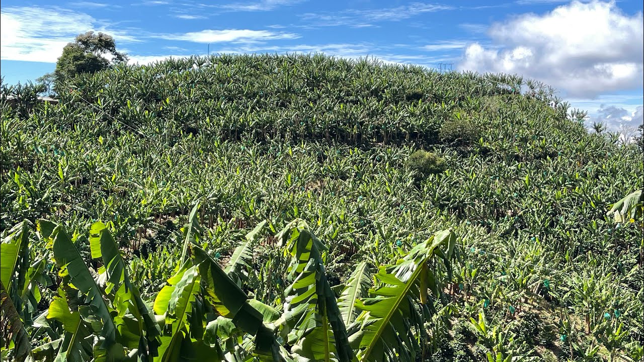 Cómo tener una finca rentable 