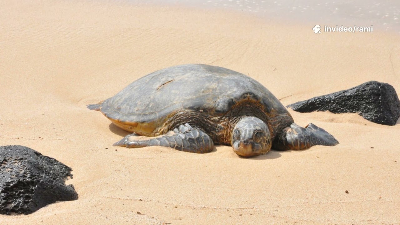Theo the Turtle's Starry Night Adventure #animals #turtle #wildlife #funny #cute #viral