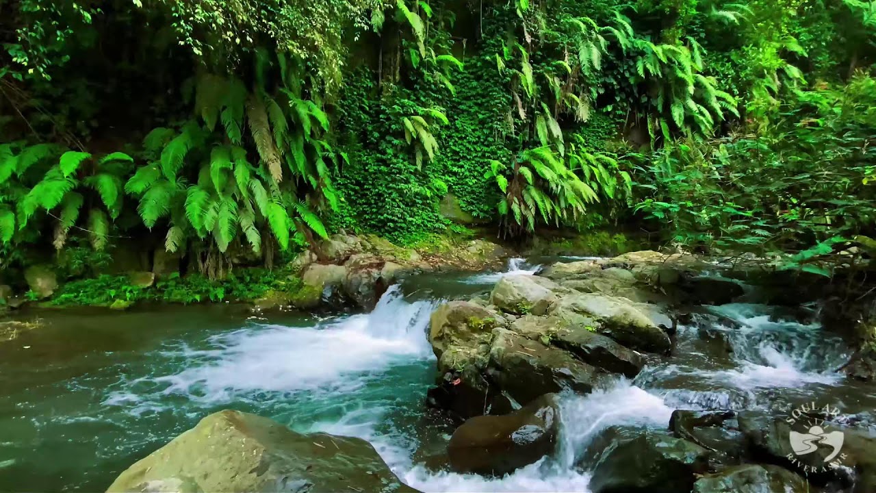 River Sounds for Sleeping, Soothing Forest Stream Ambience for Sleep and Meditation #river 1