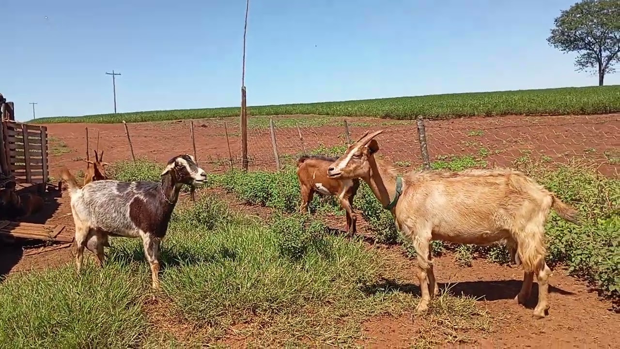 O dia a dia no sítio das cabras 🐐🐐