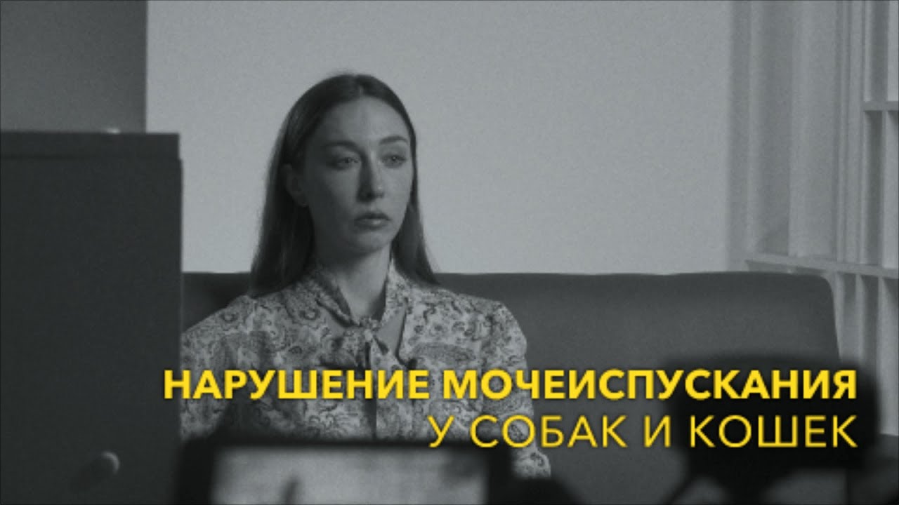 Нарушение мочеиспускания у собак и кошек
