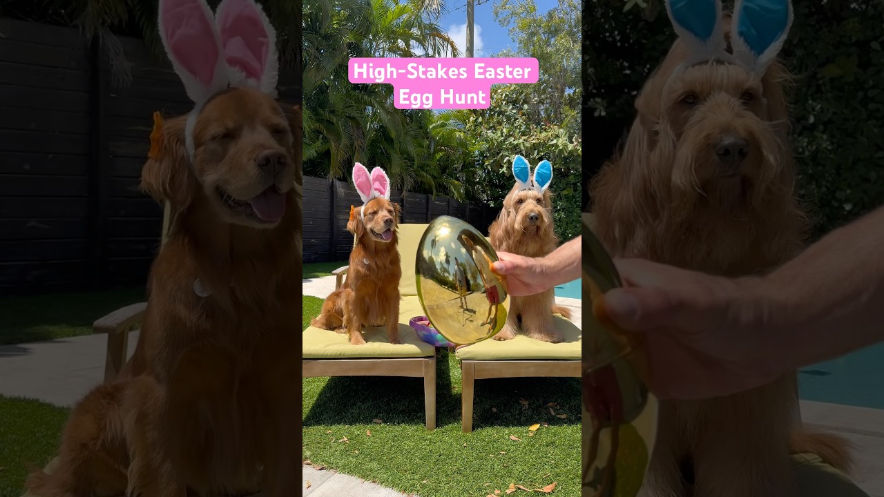 High-Stakes Easter Egg Hunt Dog Challenge! #easter #goldendoodle #goldenretriever #dogchallenge