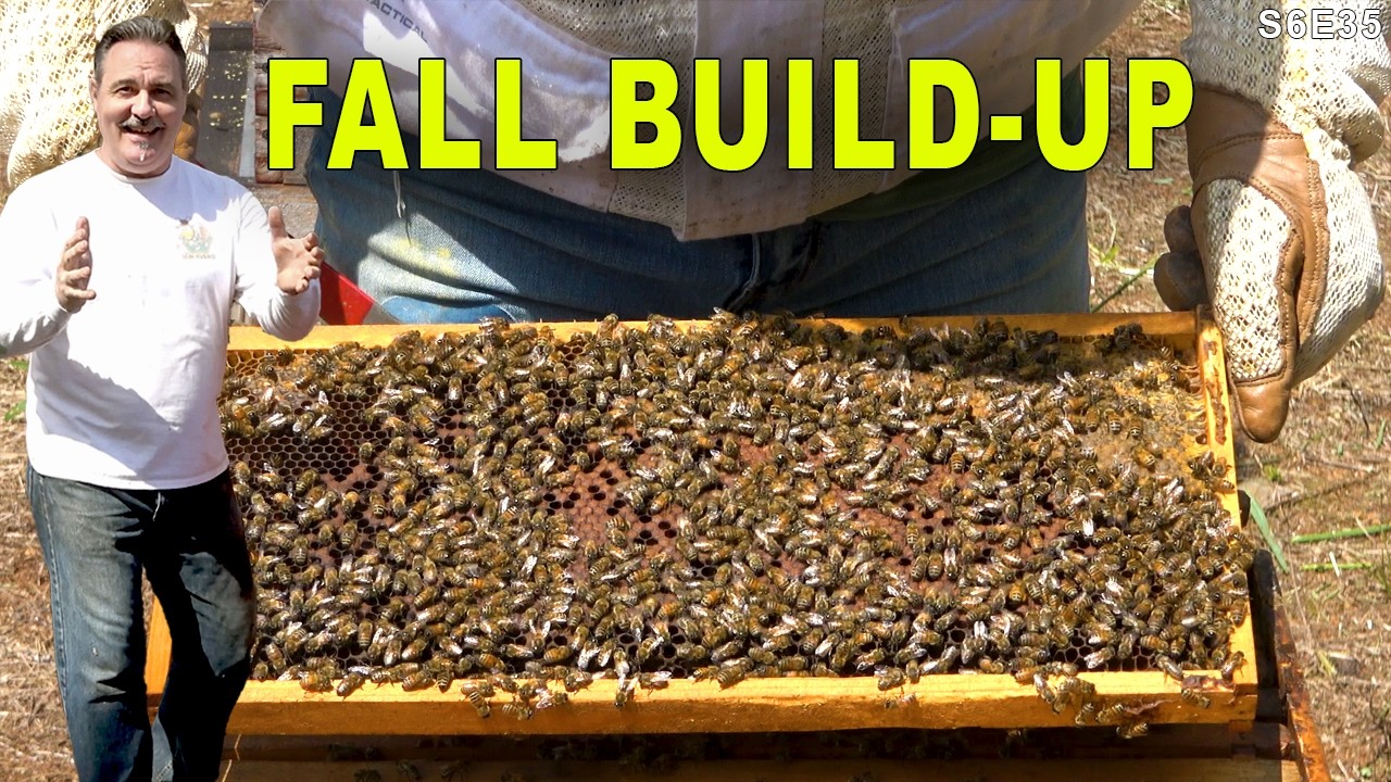 Looking for hive beetles | 215 | Farm Yard inspection | New Beetle Sucker 5000