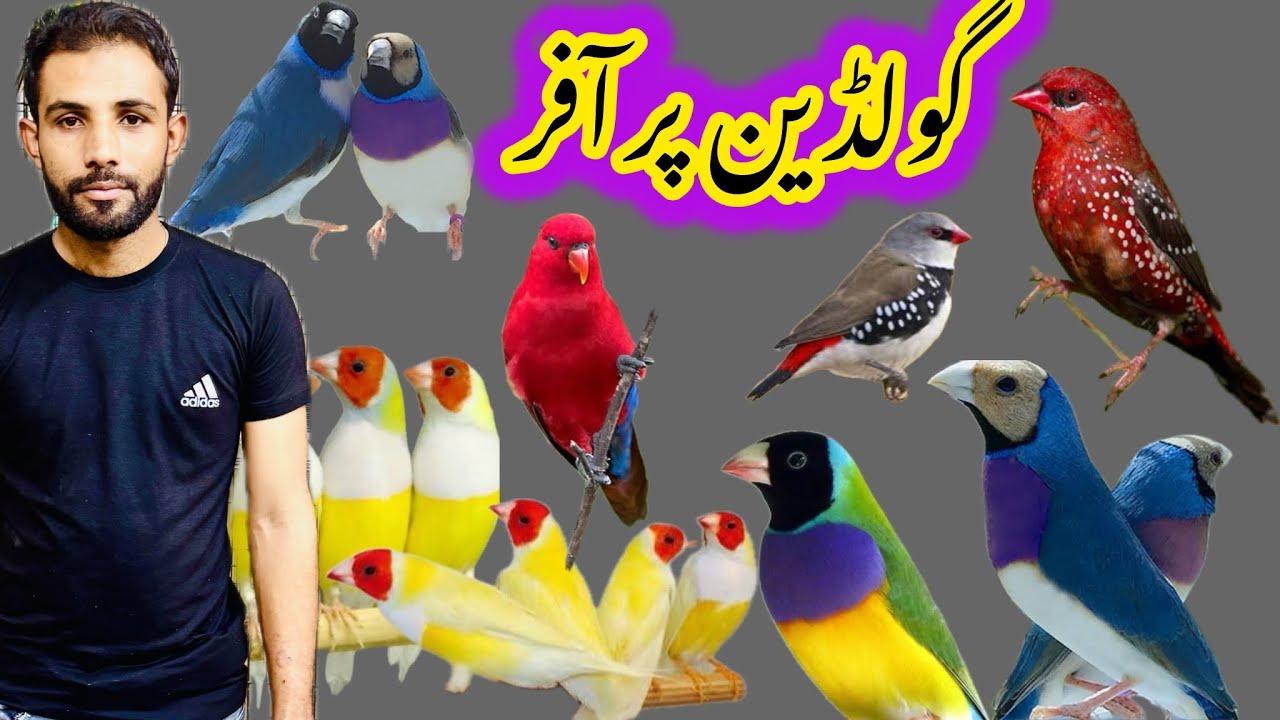 20 August 2025 Goldian / Finch / Or motation par mega offer 