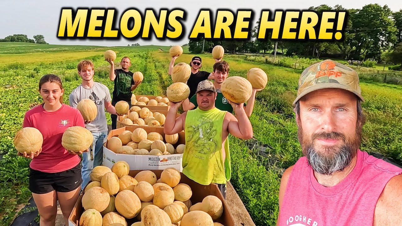 Finally a Real Cantaloupe Harvest! Picked, Washed & Graded