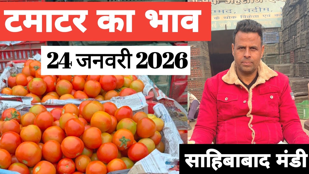 24 जनवरी 2026 🍅टमाटर का भाव साहिबाबाद मंडी |today tomato wholesale rate #tamatar #mandirates #tomato