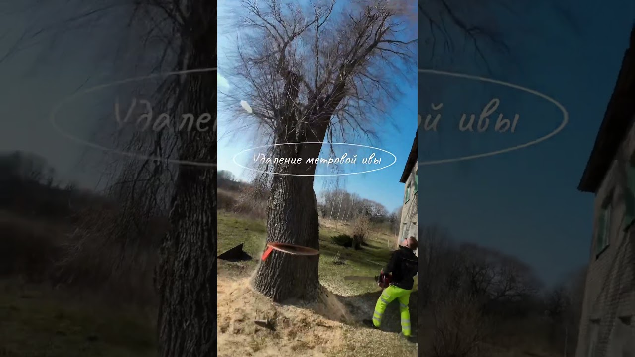 Арборист удаляет дерево над домом #арборист #tree #stihl #husqvarna #funny