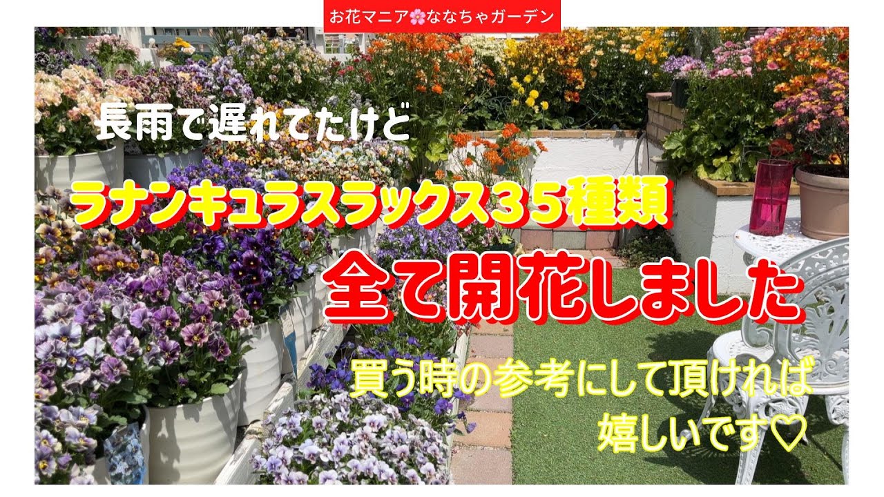 【３５種類全て開花】ラナンキュラスラックス一覧🌸2024春