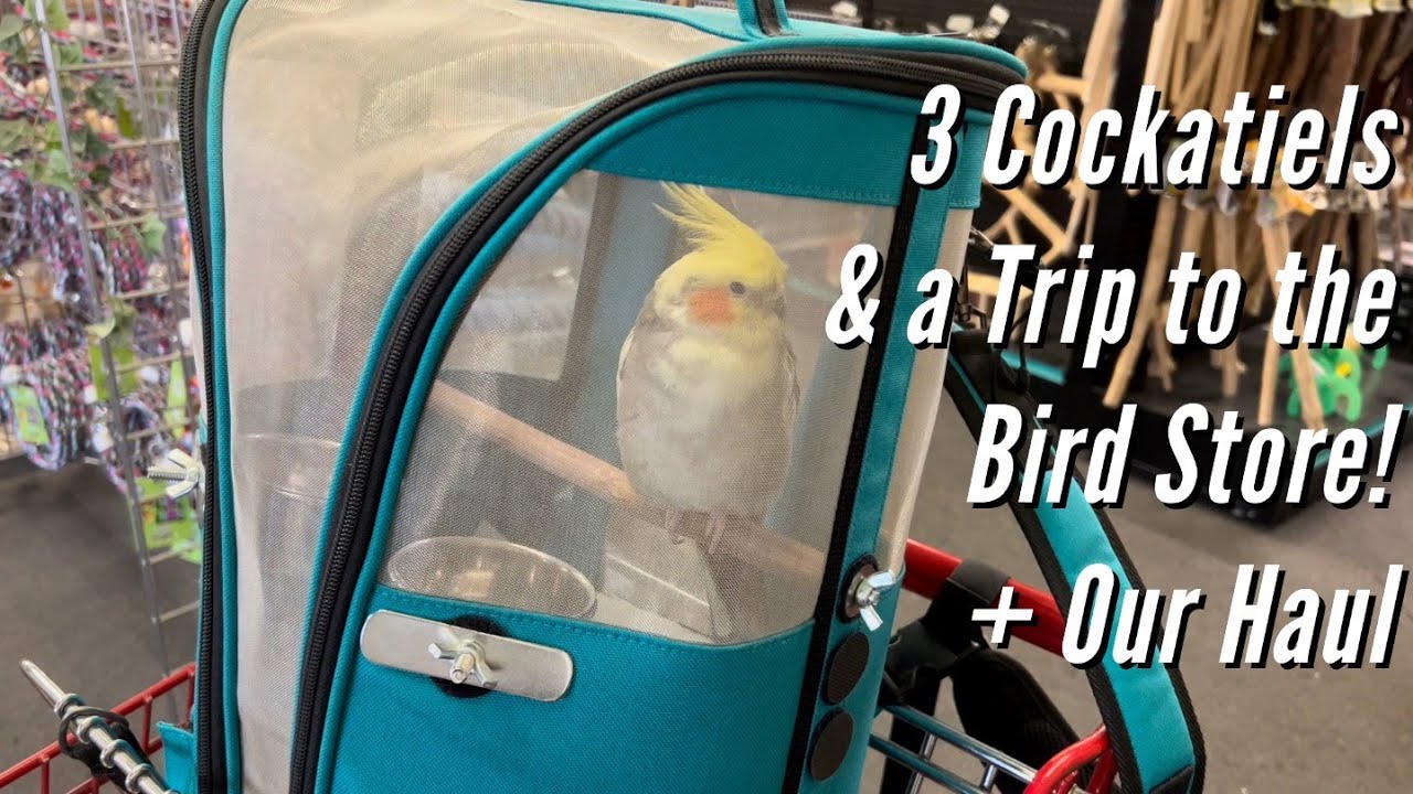 3 Cockatiels & a Trip to the Bird Store + Our Haul