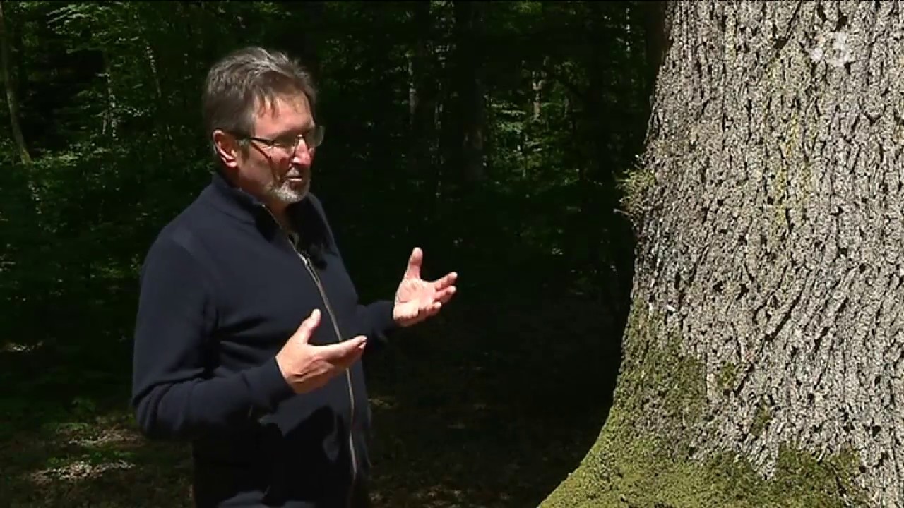 A la découverte des arbres remarquables (4/4)