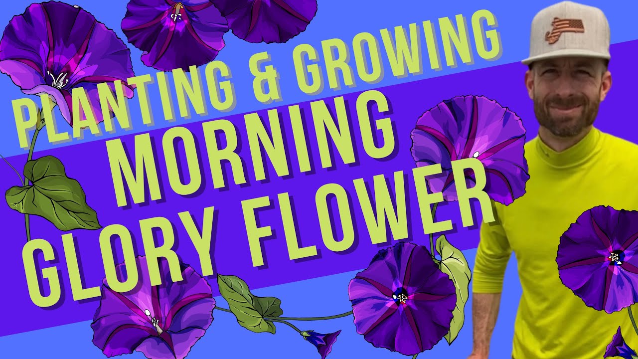 Morning Glory Flower - Planting & Growing