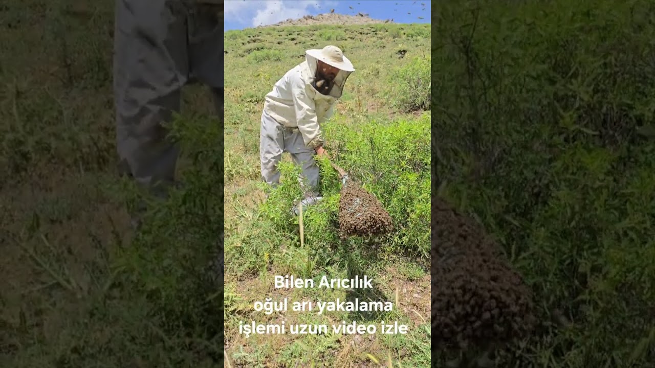 Bilen Arıcılık Oğul arıyı yakalama işlemi uzun video halinde izle