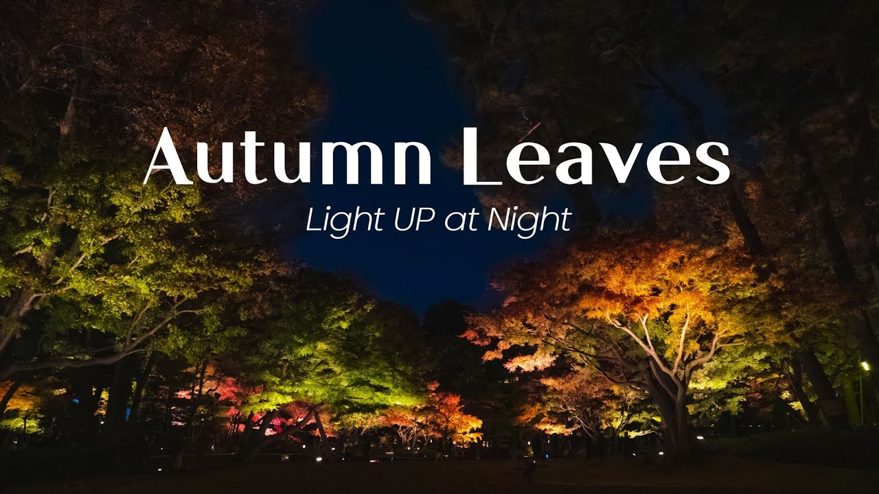 가을 단풍 라이트업, 오오타구로공원 | 도쿄의 숨겨진 단풍 명소 Otaguro Park Autumn Leaves Light UP at Night Tokyo, Japan