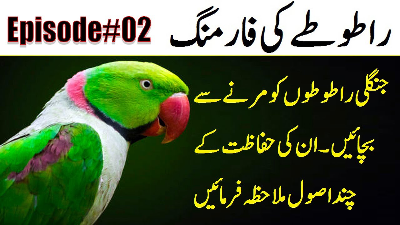 Raw parrots ki farming Episode _2 را طوطے کی فارمنگ ll جنگلی را  طوطوں  کو مرنے سے بچائیں  ۔