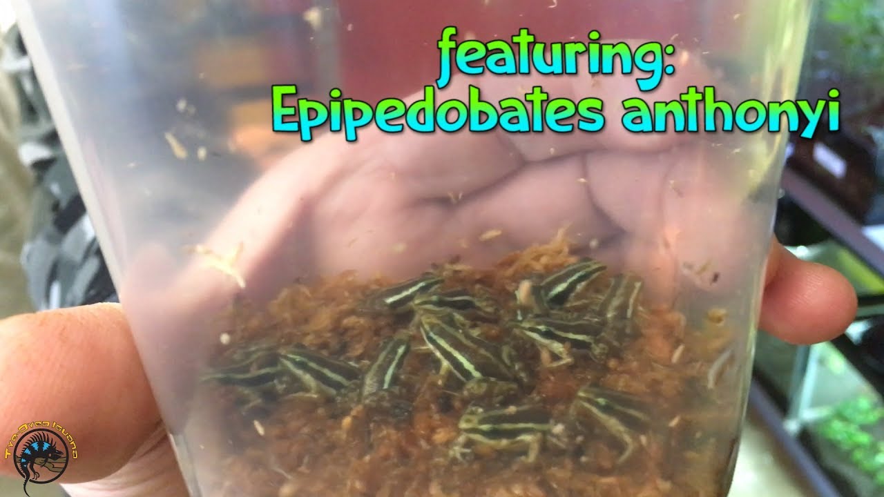 How To Take Care of A Poison Dart / Arrow Frog!
