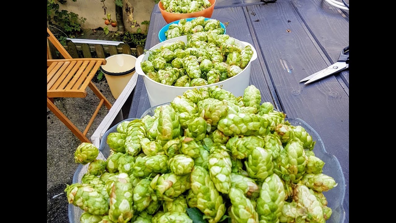 Fresh Hop brew day, Fuggles, English Golden Ale
