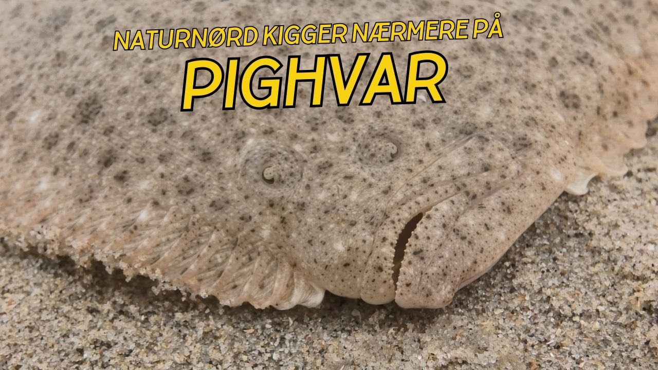 ALT OM PIGHVAR // NATURNØRD 671