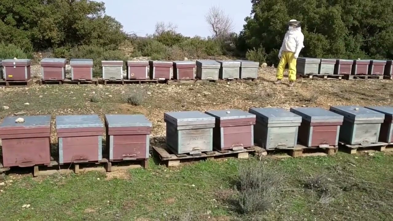Diario de un apicultor. Cap 8. Resumen año apícola 2021