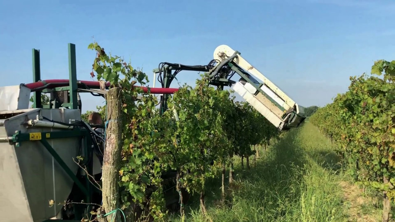 vendemmiatrice CRF VP10 - Collio 2018