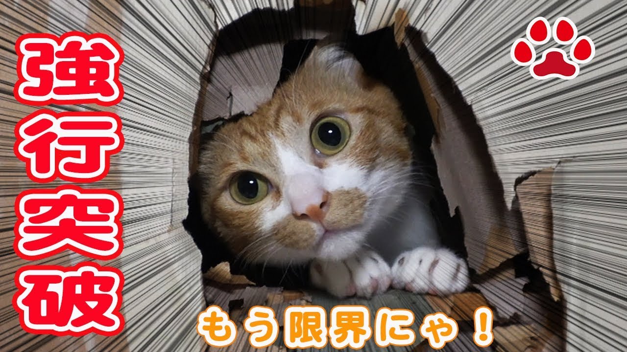 なんて事を・・猫が。。何食わぬ顔で部屋を壊す猫達【瀬戸のまや日記】Oh dear! Freedom cats destroyed the room Cats room Miaou