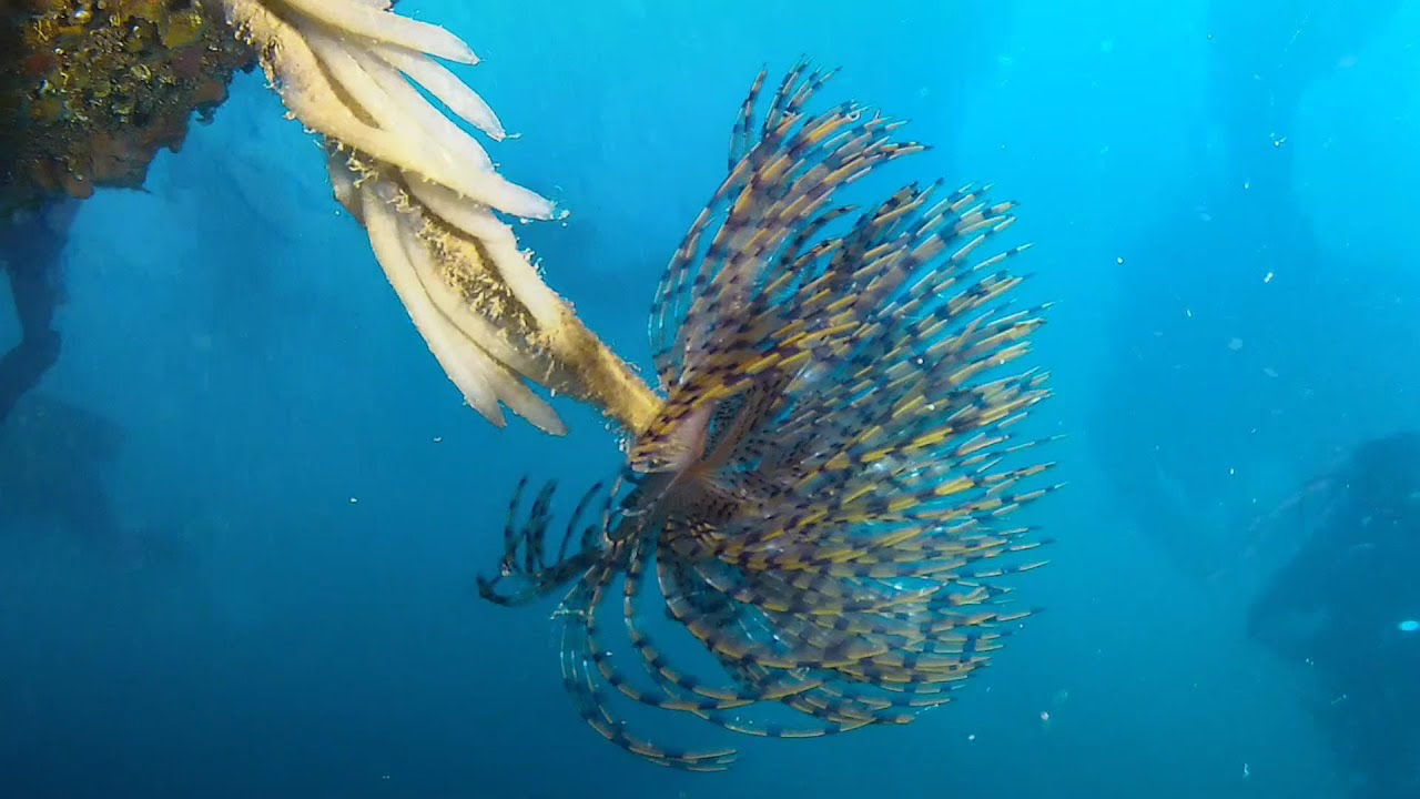 Croazia - Relitto Peltastis