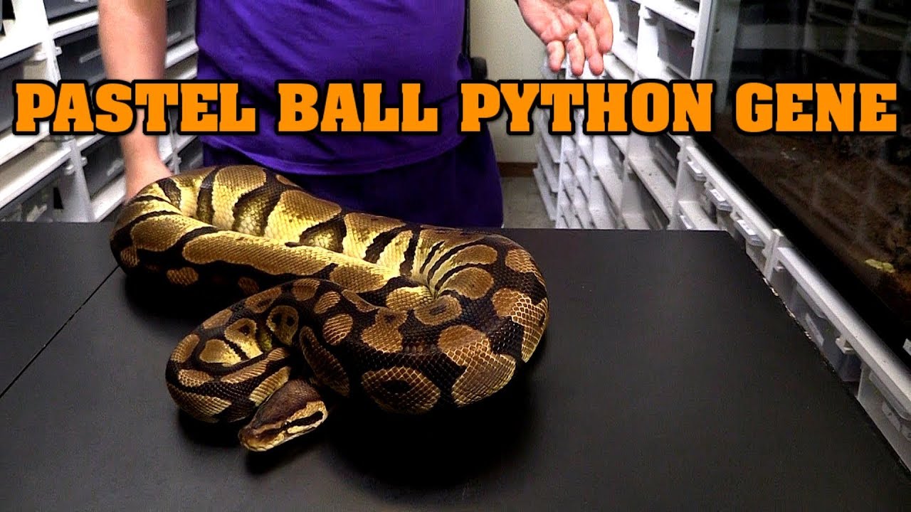 All about pastel ball pythons!  Look, combos, what they can do!