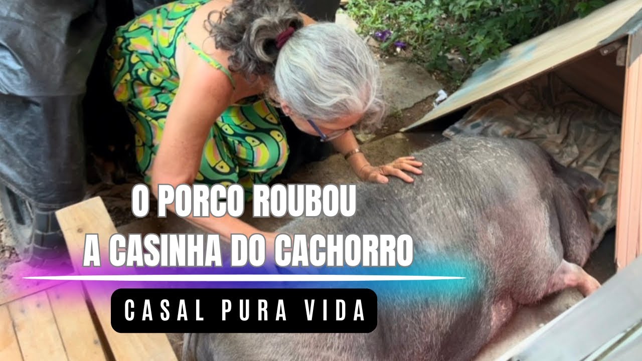 Porco Ladrão de Casa de Cachorro 