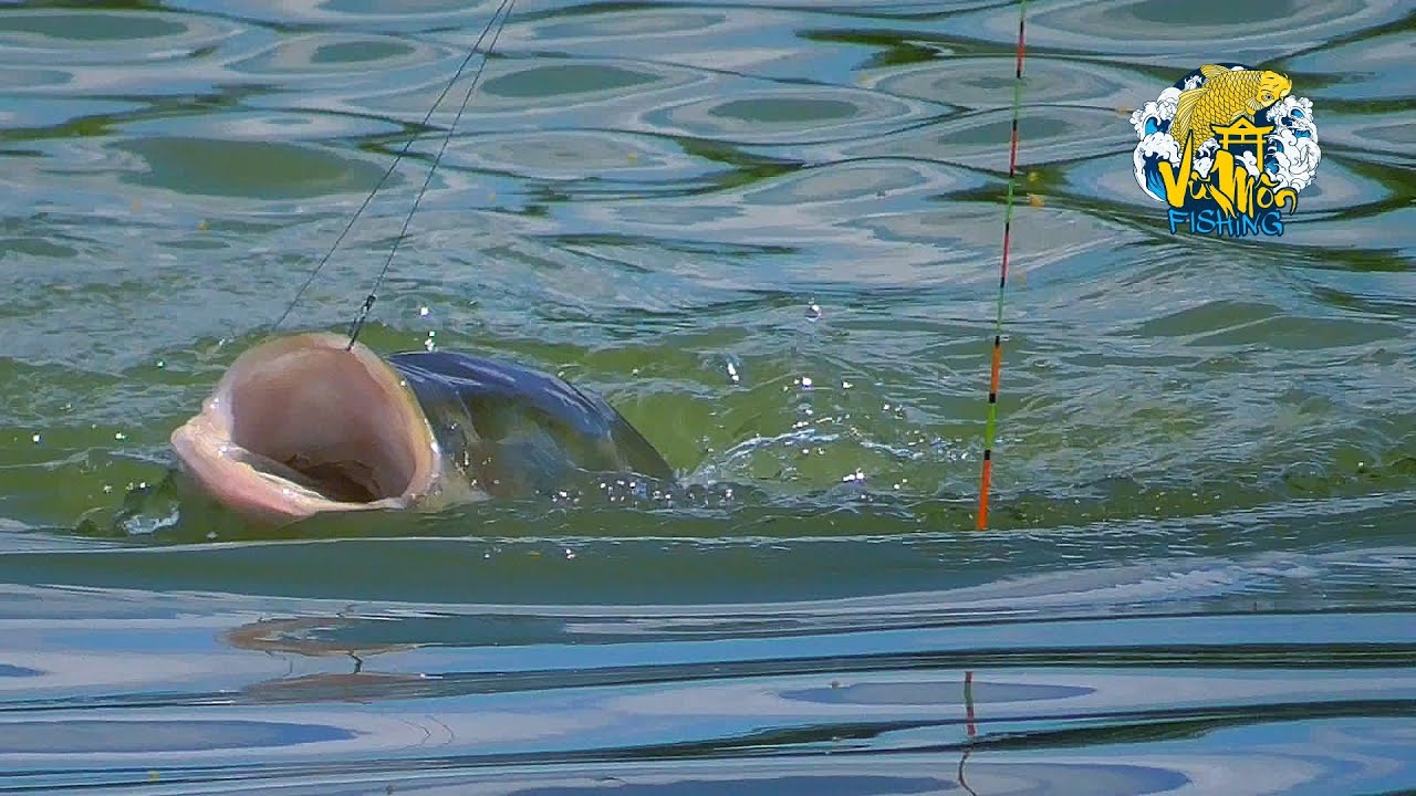CÂU CÁ MÈ BẰNG CẦN TAY