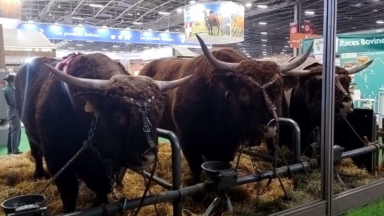 Lycée Pétrarque au Salon de l'agriculture 2025 BTS Bioqualim
