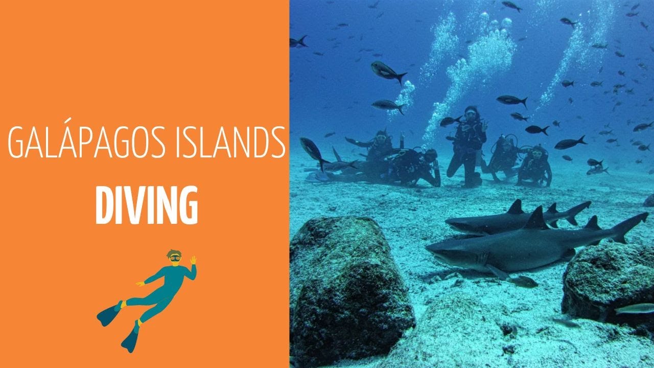 Galapatours - Diving in the Galapagos