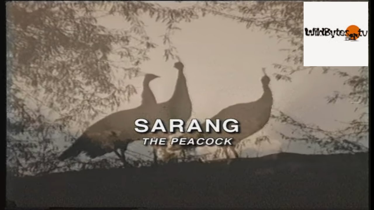 A documentary on the  National Bird of India