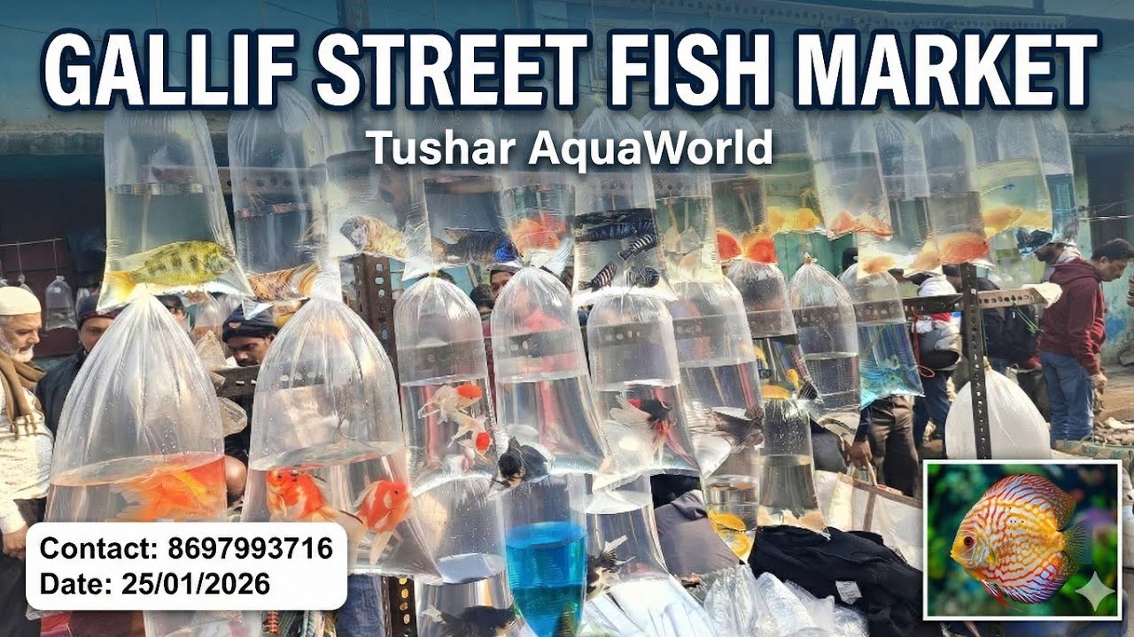 Sunday Fish Market Vlogging | Live Fish & Street MarketTour  #viral #viralvideo  #video #fish #vlog 