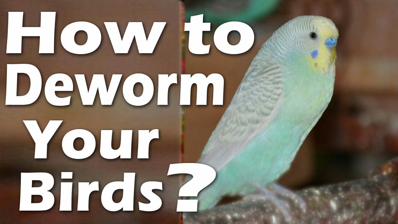 Deworming- Benifits and How to Deworm Your Birds